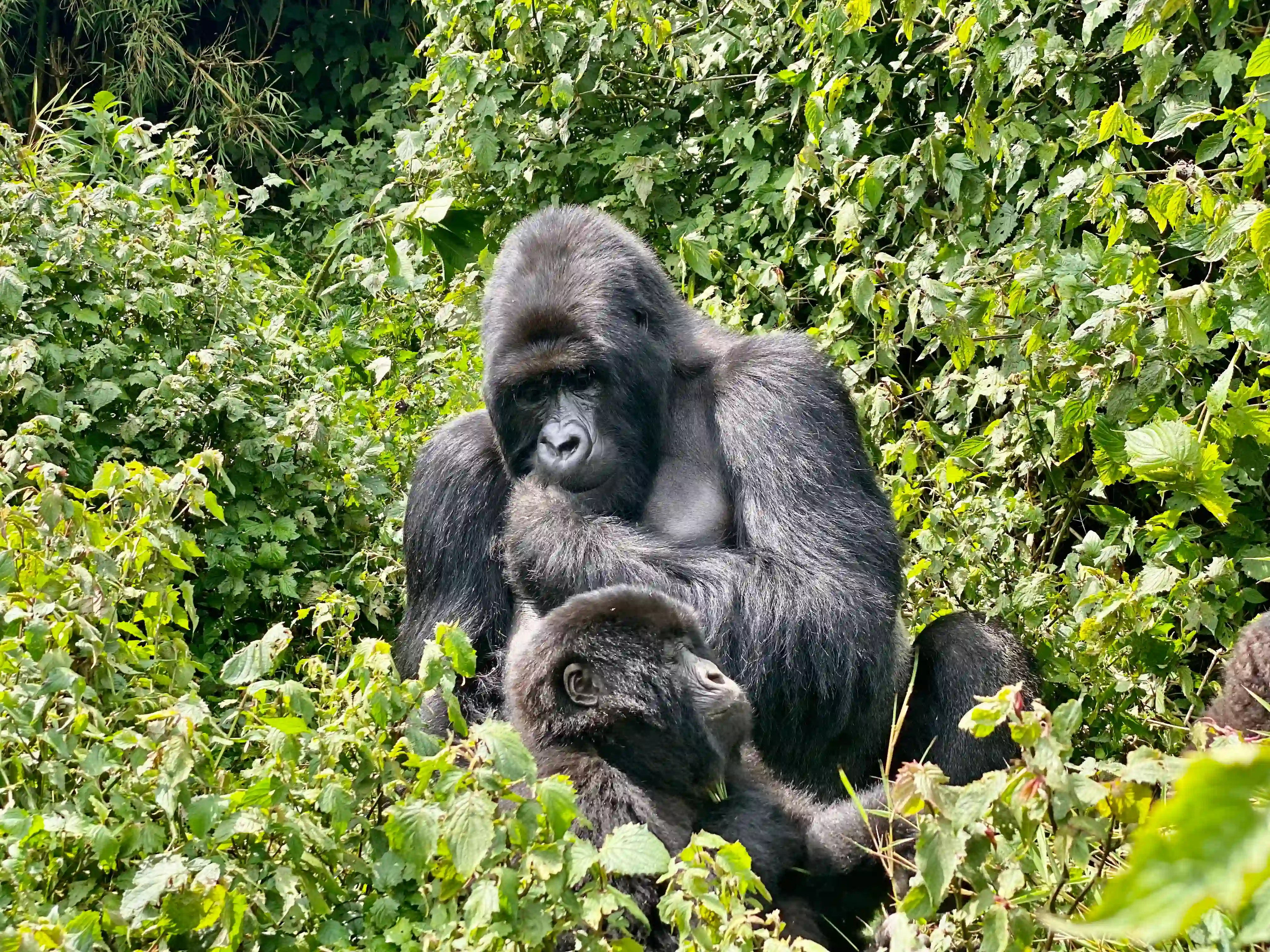 5 day Rwanda gorilla safari from UAE